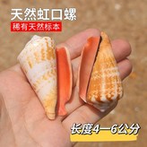 精品紅口螺4-6厘米4個 × 1個