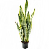 01. 산세베리아(중)45c 1개 × 1개