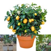 금귤묘목(낑깡) × 1개