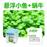 快樂水草杯-小對葉(小魚+蝸牛) × 1個