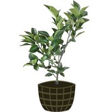 네블오렌지 × 1개