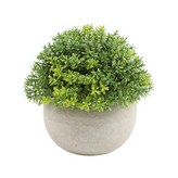 Ｆ半圓嬰兒淚 含盆栽 (W0300) × 1個