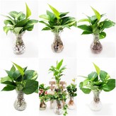 c1. 라인병 스킨답서스(흰색) 1개 × 1개