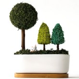 모스그린 × 1개