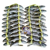 1.1kg이상(20마리)