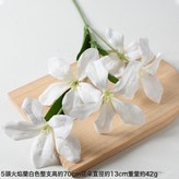 5頭火焰蘭白色:1個 × 1個