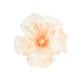 라일락미스트(퍼플그라데이션) × 1개