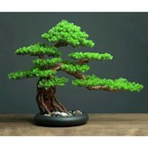 작은 나한송 분재 × 1개