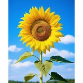 NANA-06 하늘 해바라기 × 1세트