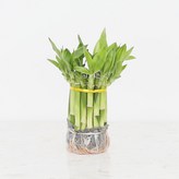 개운죽 10cm 원통형(12~14촉) × 1세트