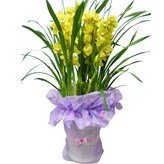 B18 노랑심비디움 대 × 1개