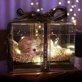 小哈士奇禮盒18*18*12cm × 1個