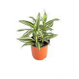빅토리아 × 1개