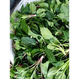 울릉도생취나물500g × 1개