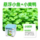 快樂水草杯-小對葉(小魚+小黃鴨) × 1個