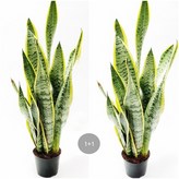 11. 1+1 산세베리아 45c 1개 × 2개