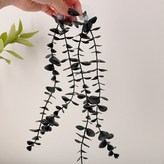 블랙유칼립 롱 × 1개