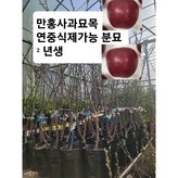만홍사과묘목 분묘 × 1개