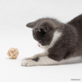 1-햄스터공3cm × 1개