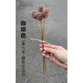 咖啡色一束(六支) × 1個