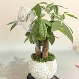 仙人掌透明,90ML仙人掌 澆花器 × 1個