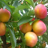 왕자두 접목묘 2년생 상묘 × 1개