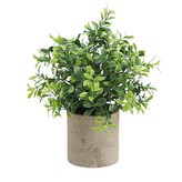 Ｄ小玉樹 含盆栽 (W0300) × 1個