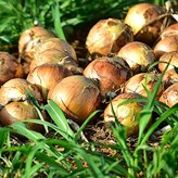 10kg (대사이즈) × 1개