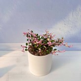 핑크트리안 +화이트세라믹