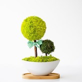 01_스프링그린 × 1개