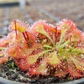 06.끈끈이주걱 토카인시스 × 1개