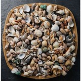 조개껍질 0.5-3cm 1kg × 1개