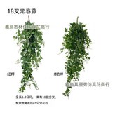 1.8米 豬心葉 × 1個