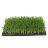 대파모종100구(90-100개) 개별배송 × 1개