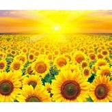 MJ45 황금해바라기 들판