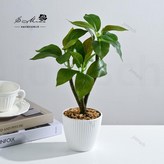 023516 三頭綠植小盆景（塑料花盆） × 1個