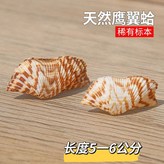 精品鷹翼蛤5-6厘米8個 × 1個
