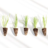 대파트레이50구(46~50개) × 1개