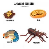 8. 검은 흰점 무당벌레 소형 × 1개