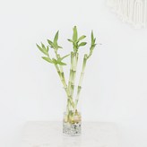 개운죽 30cm 5EA × 1세트