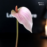 花開大紅掌淺粉:1個 × 1個