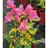 7吋盆/可超商一盆 × 1個