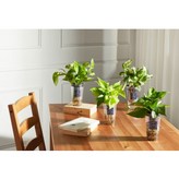 DIY 화분키트 스토리머그 1+1+1 × 1개