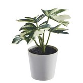 E款 龜背芋, 6 公分 單件 × 1個