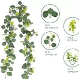 尤加利刺果藤 × 1個