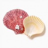 06 조개껍질 칼라 × 1박스