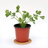 H27.이태리파슬리 × 1개