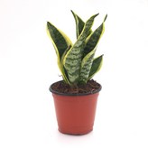 A1.산세베리아 × 1개