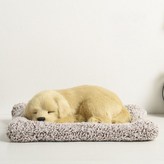 래브라도 × 1개