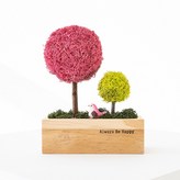 06_씨클라멘 × 1개